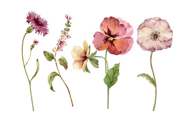Botanical set of watercolor illustrations flowers and plants on a white background. hand painted .	
