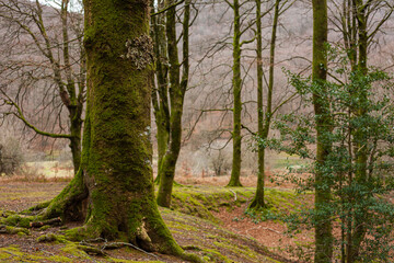 trees in the woods