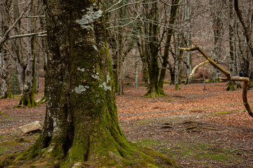 Fototapeta premium tree in autumn