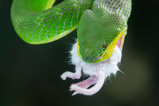 Close up shof of green white lipped Island pit viper snake Trimeresurus insularis eating mouse with bokeh background