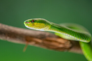 Close up shof of green white lipped Island pit viper Trimeresurus insularis basking on a branch with bokeh background 