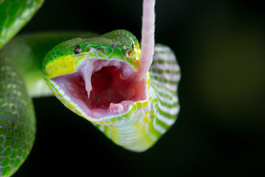 Close up shof of green white lipped Island pit viper snake Trimeresurus insularis eating mouse with bokeh background