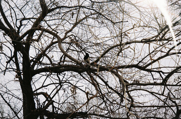 겨울 나무 까치