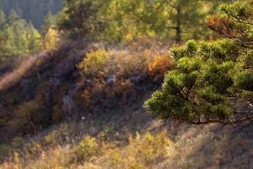 Fototapeta premium Autumn landscape on a sunny day. In the foreground are pine branches, in the background are forested mountains and trees with bright yellow foliage.