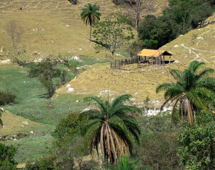 Linda paisagem  em fazenda, com muita vegetação, grandes árvores, pequeno curral abandonado ao...