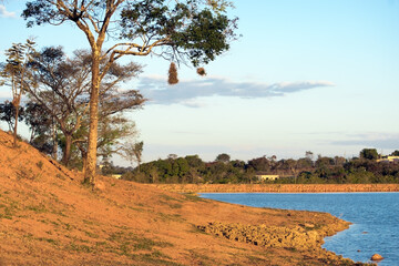 Fototapeta na wymiar Linda paisagem com nuvens e árvores com ninho de joão-garrancho, com céu azul e limpo, em frente a lago no bairro Jardim das Oliveiras, Esmeraldas, Minas Gerais, Brasil.