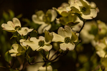 Dogwood blossoms in the spring