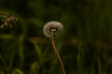 Dandelion in a meadow