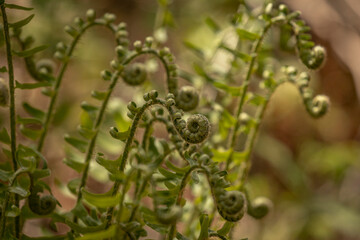 Fiddleheads of ferns in the woods