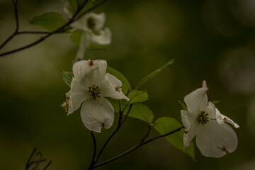Dogwood blossoms in the spring