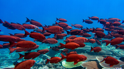 A group of red coral fish is moving over the reef. Natural aquarium, marine fauna of the Indian Ocean.