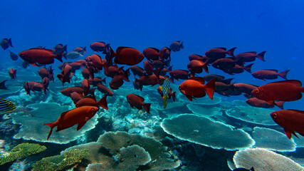 A group of red coral fish is moving over the reef. Natural aquarium, marine fauna of the Indian Ocean.