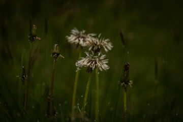 Dandelion Heads with morning dew