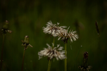 Dandelion Heads with morning dew