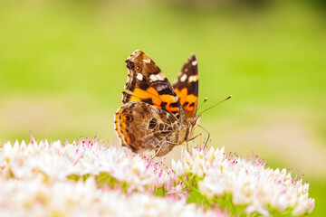 Polygonia c-aureum, A butterfly is gathering honey