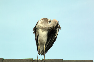 A grey heron is drying feathers on the roof of a house.