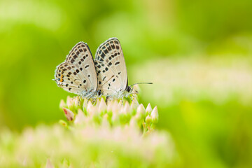 A butterfly is gathering honey