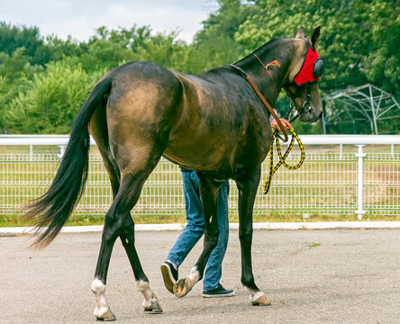 Dun akhal-teke horse after the race.