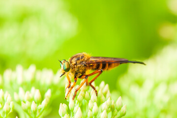 robber fly, assassin fly