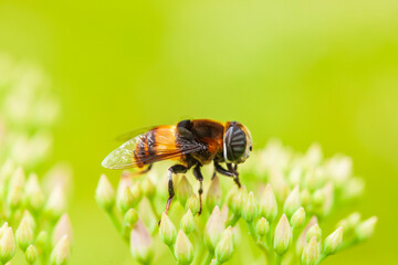 Syrphid flies on a leaf