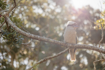 温かい日差しの中で木にとまるワライカワセミ