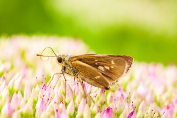 Obraz premium Rice skipper butterfly, A butterfly is on the flower