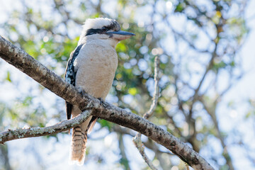 Fototapeta premium 温かい日差しの中で木にとまるワライカワセミ