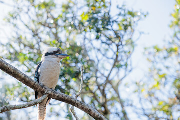 温かい日差しの中で木にとまるワライカワセミ