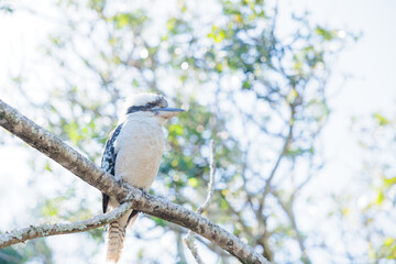 温かい日差しの中で木にとまるワライカワセミ