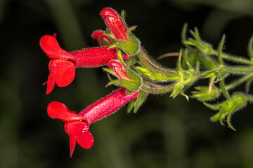 Flowers of Island Snapdragon (Galvezia speciosa)