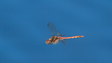 Close up of beautiful Vagrant Darter dragonfly male flying with blue background