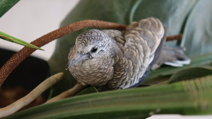 bird