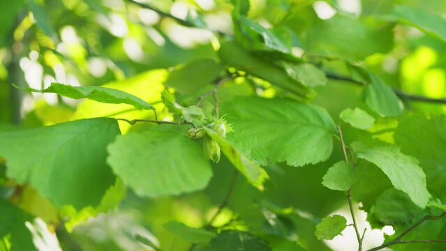 Green and unripe hazelnut. Green hazelnuts ripening on a branch. Slow motion.