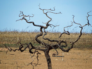 Imagem do reservatório da represa de Três Marias no Rio São Francisco, em época de muita seca, onde a água está em um nível muito baixo e um árvores saindo de dentro d'água muito secas e retorcida.