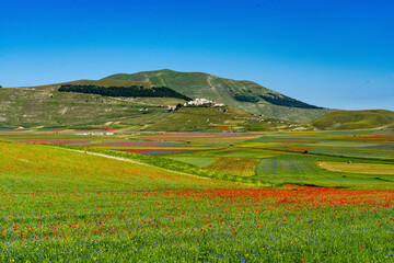 Lentil flowering with poppies and cornflowers in Castelluccio di Norcia, Italy