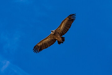 Griffon vultures, Gyps fulvus flying around the Serrania de Cuenca at Una, Spain.