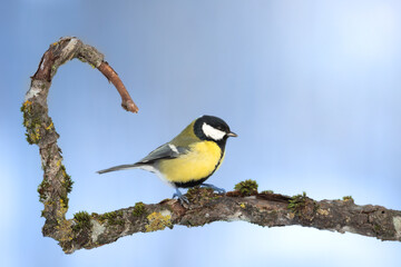 Colorful great tit ( Parus major ) perched on a tree trunk, photographed in horizontal, winter time, amazing winter blue background