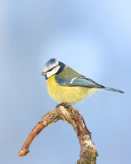 Bird - Blue Tit ( Cyanistes caeruleus ) perched on tree winter time small bird on blue background