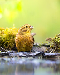 Bird yellowhammer (Emberiza citrinella) on the forest puddle amazing warm light sunset sundown