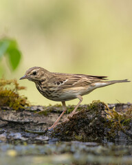 Bird Tree Pipit Anthus trivialis bird by the forest puddle