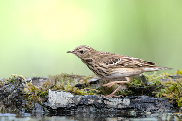 Bird Tree Pipit Anthus trivialis bird by the forest puddle