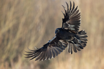 Bird beautiful flying raven ( Corvus corax ) North Poland Europe