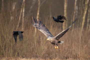 flying Majestic predator White-tailed eagle, Haliaeetus albicilla in Poland wild nature