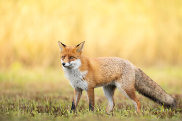 Naklejka na ściany i meble Fox (Vulpes vulpes) in autumn scenery, Poland Europe, animal walking among meadow with orange background