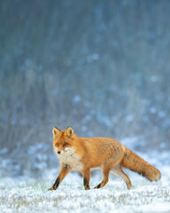Fox (Vulpes vulpes) in autumn scenery, Poland Europe, animal walking among winter meadow in snow
