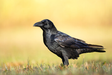 Bird beautiful raven ( Corvus corax ) North Poland Europe