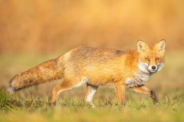 Fototapeta premium Fox (Vulpes vulpes) in autumn scenery, Poland Europe, animal walking among meadow with orange background
