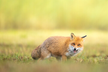 Naklejka na ściany i meble Fox (Vulpes vulpes) in autumn scenery, Poland Europe, animal walking among meadow with green background
