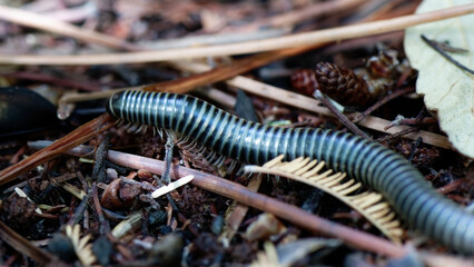 Julida - mille-pattes - iules, 