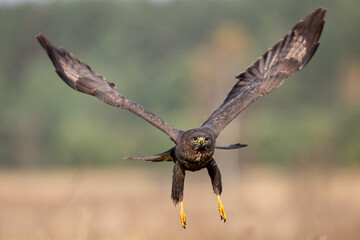 Common buzzard (Buteo buteo) in flying, fighting buzzards in natural habitat, hawk bird on the ground, predatory bird close up hunting timeflying bird